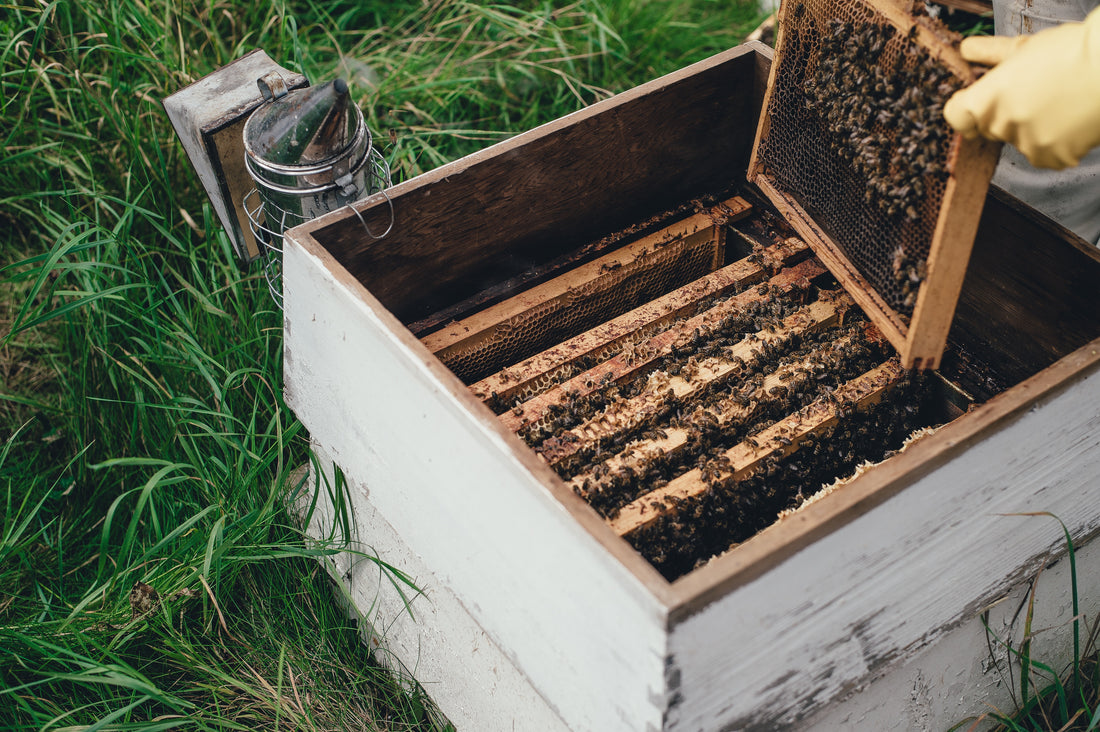Manuka Honey Buying Guide