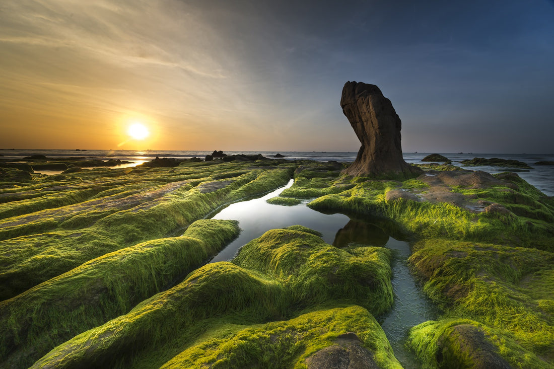 This Little-known Alga is Just as Potent as Chlorella and Spirulina