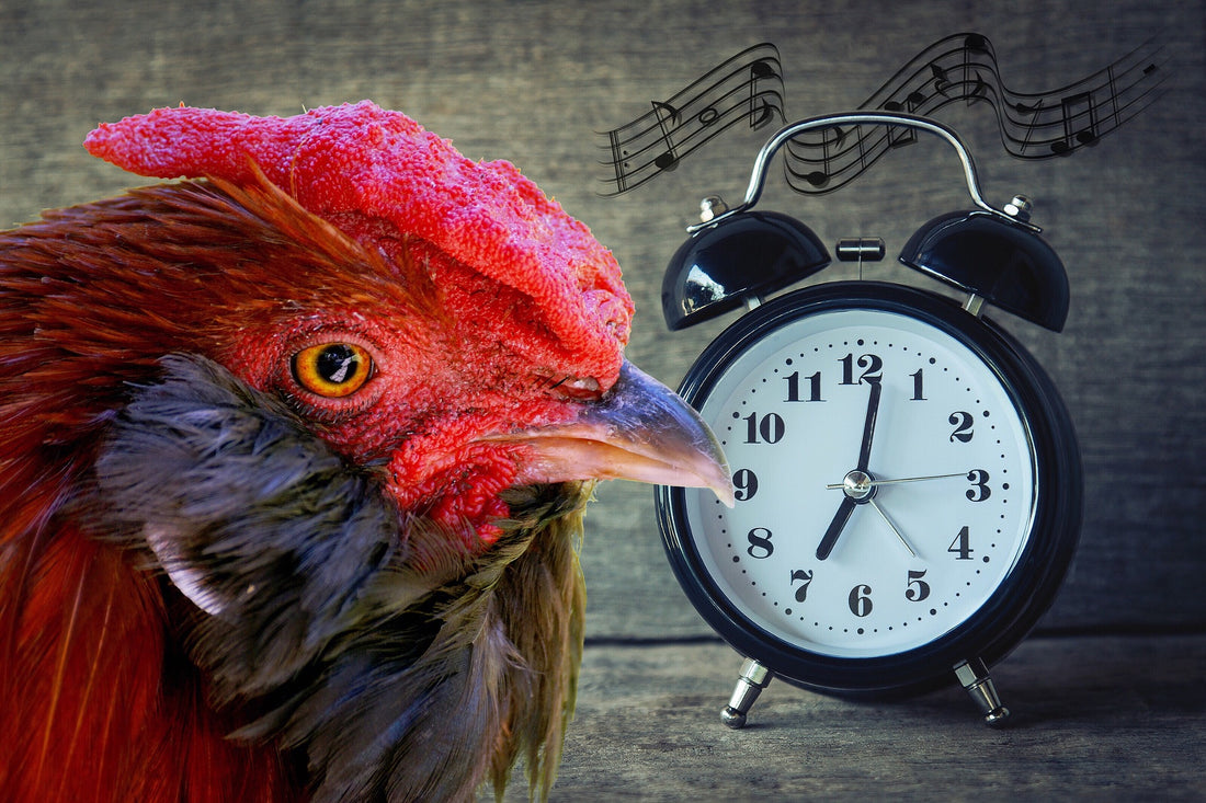 Waking up early may prolong your life