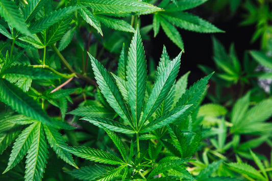 Is Hemp Protein Right For You?