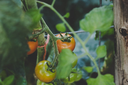 5 Ways To Make Your Diet Eco-Friendly