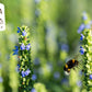 OMG3 ! Vegan Omega 3 capsules of Natural Origin from the organic Bros